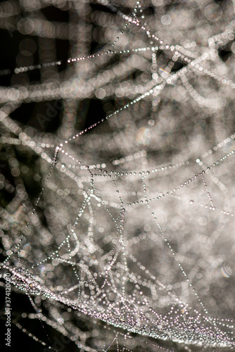 Cobweb with dew, abstract background