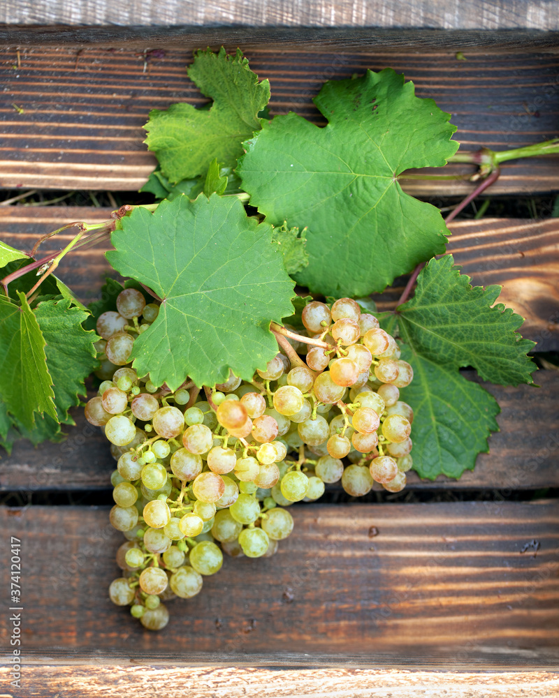 Yellow grapes on wooden table. Rustic wine background. Yellow grapes on wooden table. Rustic wine background.