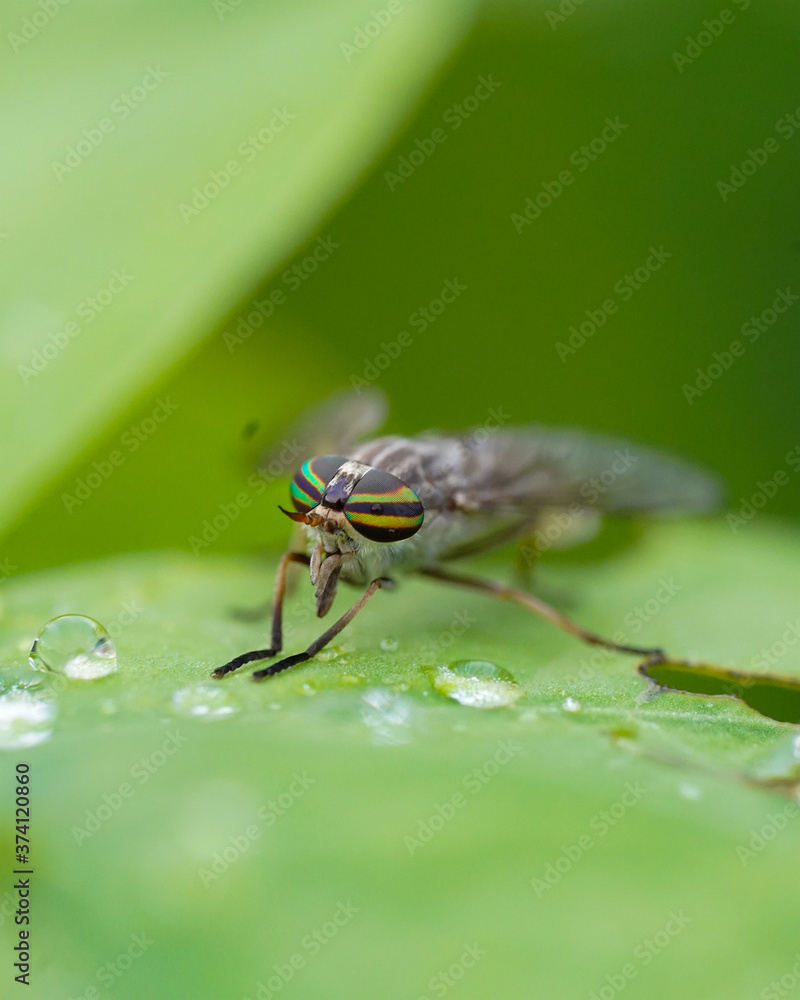 fly eyes
fly eyes