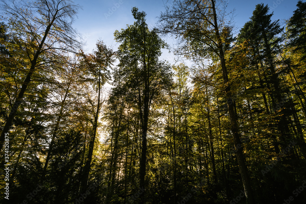 Fototapeta premium trees in the forest