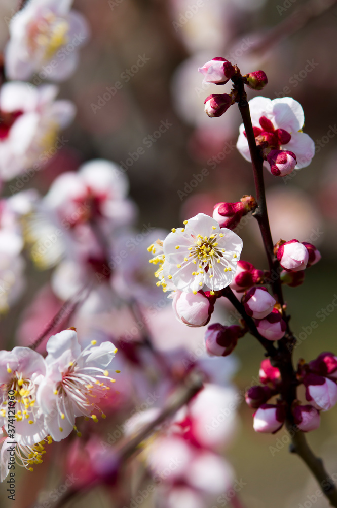 Scientific name is Prunus mume.English name is Japanese apricot. Scientific name is Prunus mume.English name is Japanese apricot.