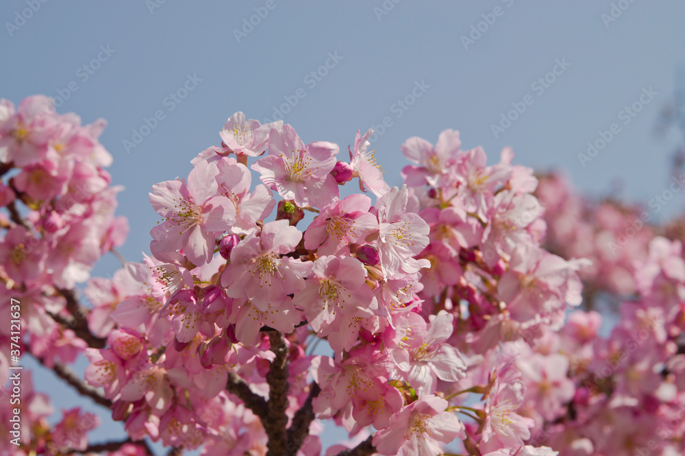 The cherry blossoms in the park are in full bloom.
The cherry blossoms in the park are in full bloom.