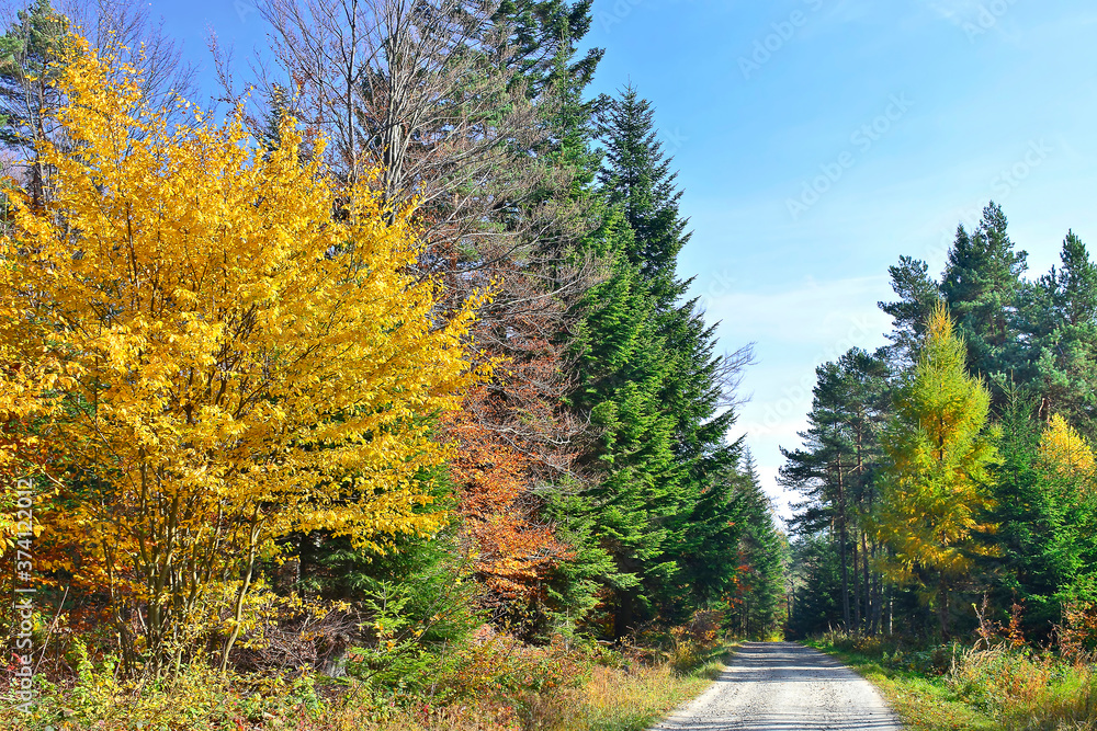 Autumn scenery, forest road, warm light illuminating the gold trees. Autumn scenery, forest road, warm light illuminating the gold trees.