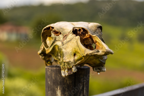 ox skull on a fence on the farm © everton