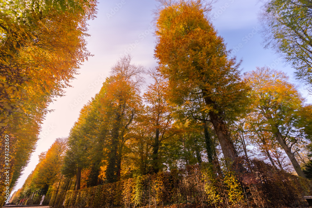 Obraz premium autumn in the forest