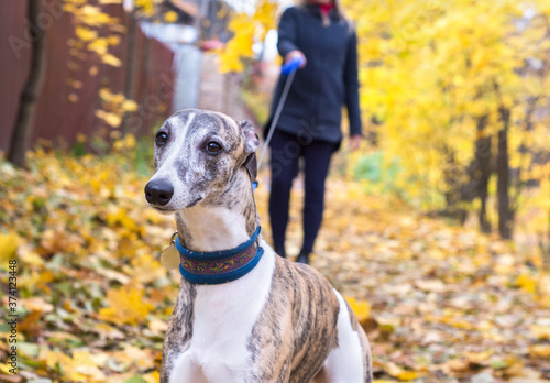 A dog of the whippet on a walk in the park on nature against a autumn trees background in a  sunny day. Portrait, close-up