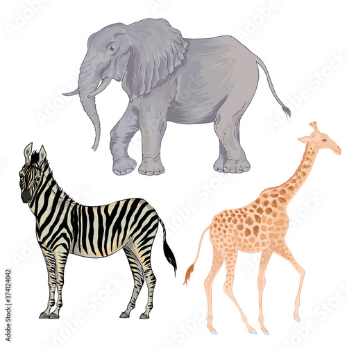 Fototapeta Naklejka Na Ścianę i Meble -  Vector with watercolor effect cute realistic illustration of zebra, elephant and giraffe 