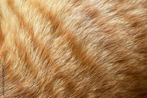 Ginger cat fur texture background. photo