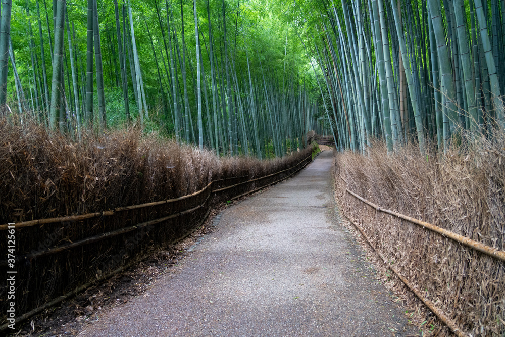 Arashiyama bamboo forest in Kyoto in the early morning(竹林の小径@嵐山) Arashiyama bamboo forest in Kyoto in the early morning(竹林の小径@嵐山)