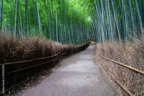 Fototapeta Naklejka Na Ścianę i Meble -  Arashiyama bamboo forest in Kyoto in the early morning（竹林の小径＠嵐山）
