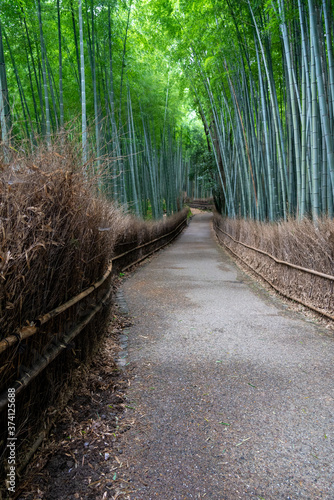 Fototapeta Naklejka Na Ścianę i Meble -  Arashiyama bamboo forest in Kyoto in the early morning（竹林の小径＠嵐山）