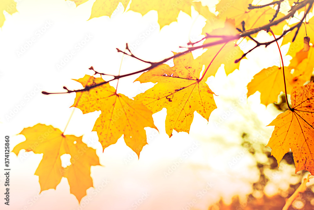 Yellow maple leaves in autumn season with blurred background. Colorful bright foliage in the autumn park. Autumn leaves background. Yellow maple leaves in autumn season with blurred background. Colorful bright foliage in the autumn park. Autumn leaves background.