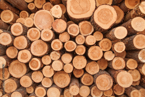 Pine logs texture background