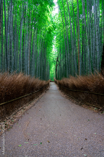 Arashiyama bamboo forest in Kyoto in the early morning（竹林の小径＠嵐山）