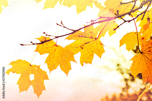 Yellow maple leaves in autumn season with blurred background. Colorful bright foliage in the autumn park. Autumn leaves background.