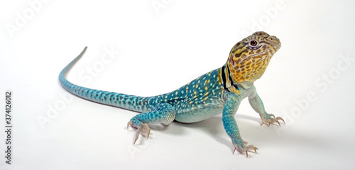 Halsbandleguan, Männchen (Crotaphytus collaris) - Common collared lizard, male photo