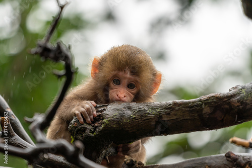 Japanese macaque in Arashiyama  Kyoto. A baby monkey is climbing a tree on a rainy day.