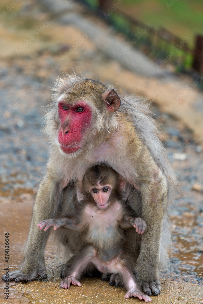 A parent and child of Japanese macaque.
I took this photo at Arashiyama in Kyoto on a rainy day.