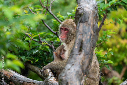 Japanese macaques on a rainy day in Arashiyama  Kyoto.