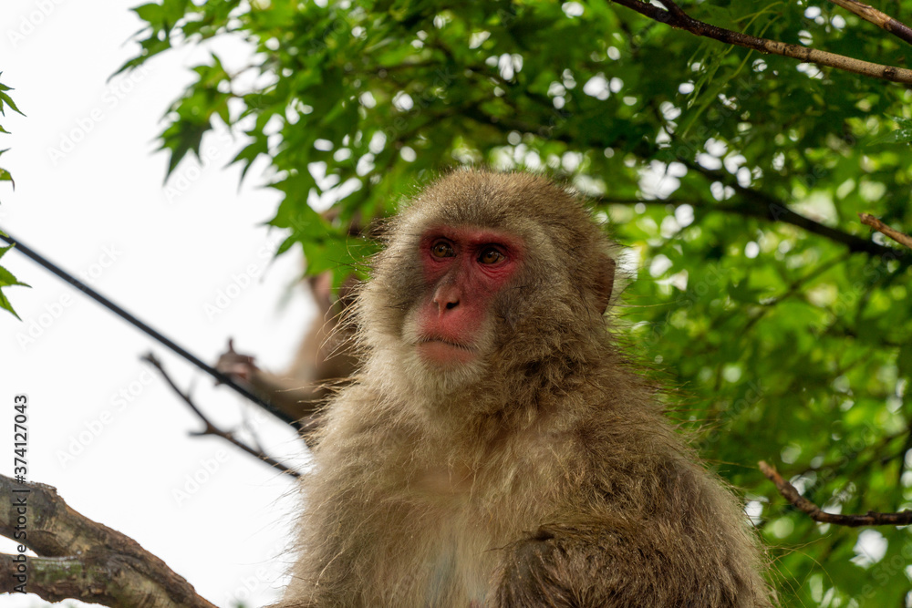 Japanese macaque on a rainy in Arashiyama, Kyoto. Japanese macaque on a rainy in Arashiyama, Kyoto.