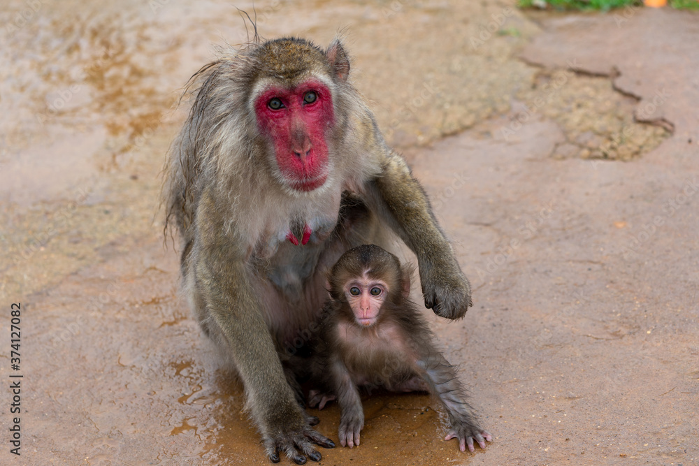 A parent and child of Japanese macaque.
I took this photo at Arashiyama in Kyoto on a rainy day.