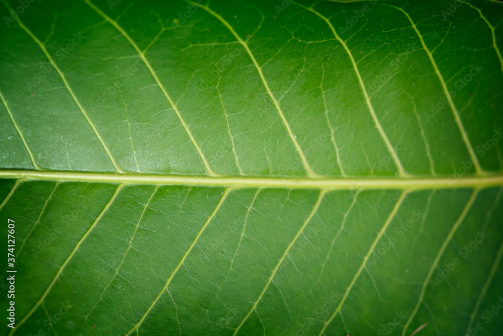 Macro images of texture and closeups Green leaf. Macro images of texture and closeups Green leaf.