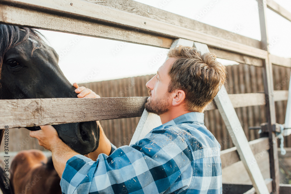 rancher in plaid shirt touching brown horse in corral on farm rancher in plaid shirt touching brown horse in corral on farm