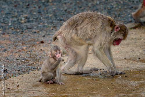 Japanese macaque in Arashiyama  Kyoto. A baby monkey and a mother monkey in the rain.