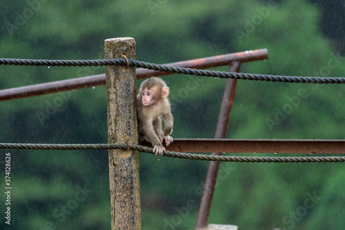 A baby Japanese macaque monkey. I took this photo at Arashiyama in Kyoto on a rainy day. © exs