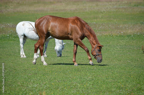 A red horse walks with a white one in a field in summer with a selective focus.