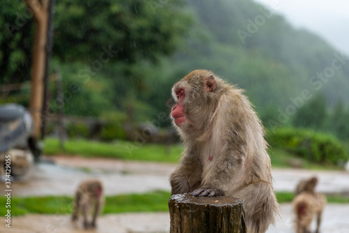 Japanese macaque in Kyoto on a rainy day. © exs
