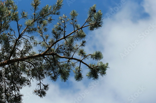 Branche de pin en contre-plongée