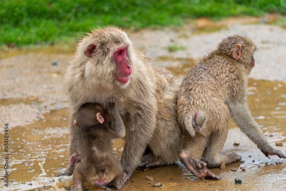 Naklejka premium Japanese macaque in Kyoto on a rainy day.