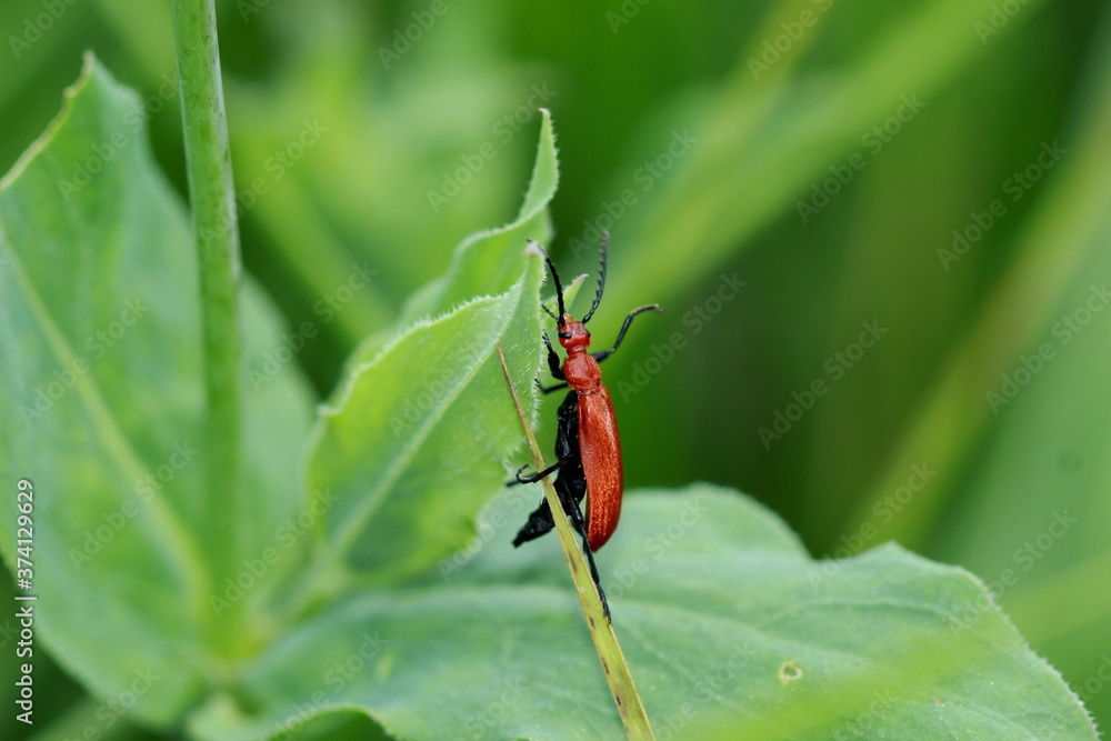 Coléoptère rouge Coléoptère rouge