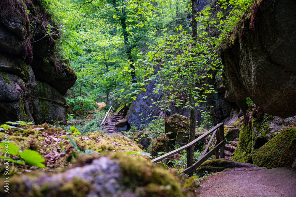 Fototapeta premium hiking trail in the wood