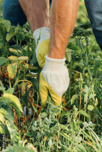 partial view of farmer in gloves pulling out weeds while working in field