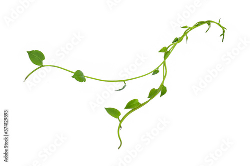 Wild climbing vine ivy jungle plant, Bush grape or Cayratia trifolia (Linn.) Domin. liana plant isolated on white background, clipping path included. Hanging bush of jungle vines.