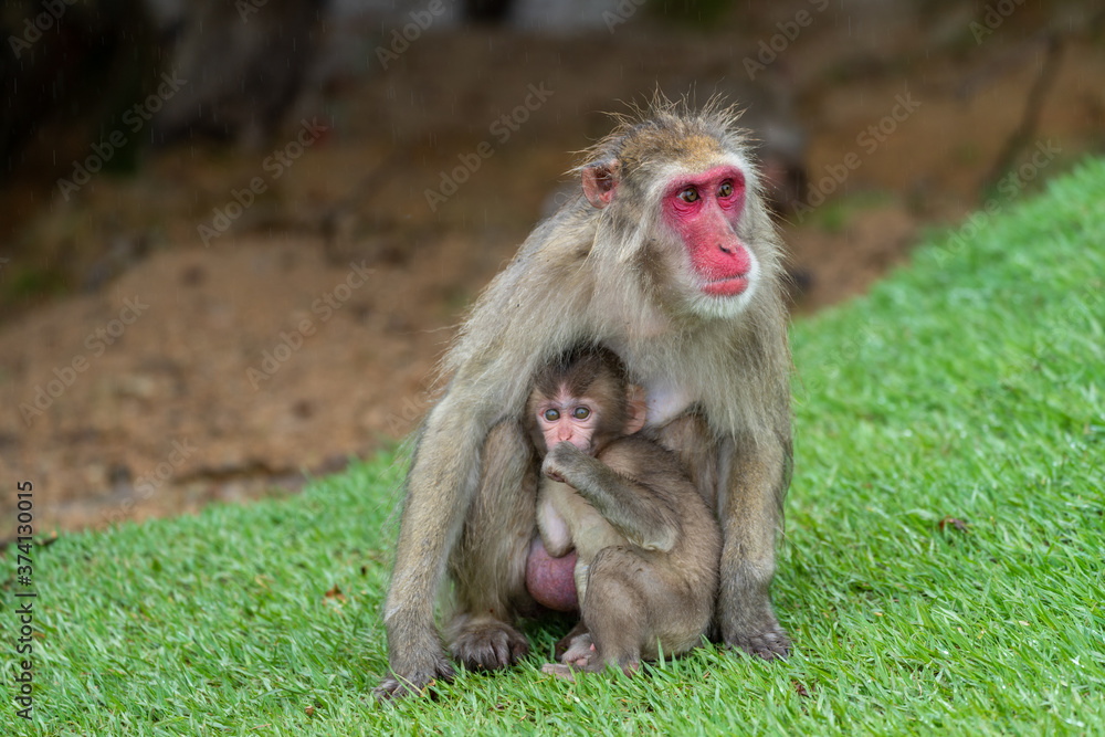 Naklejka premium Japanese macaque in Arashiyama, Kyoto. A baby monkey and a mother monkey in the rain.