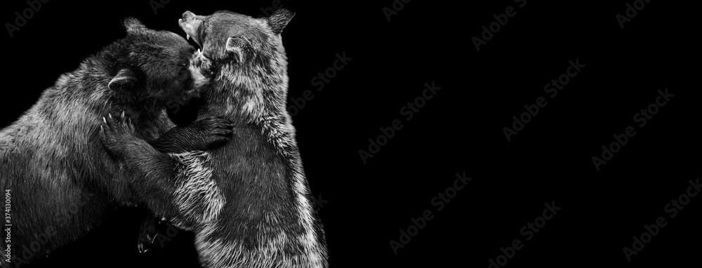 Template of a black bearwith a black background