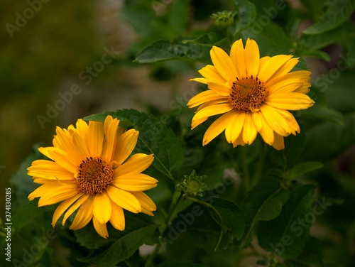 piękno kwiatów ogrodowych,słonecznik szorstki ozdoba ogrodów, kwiat, zółty, słonecznik, charakter, lato,