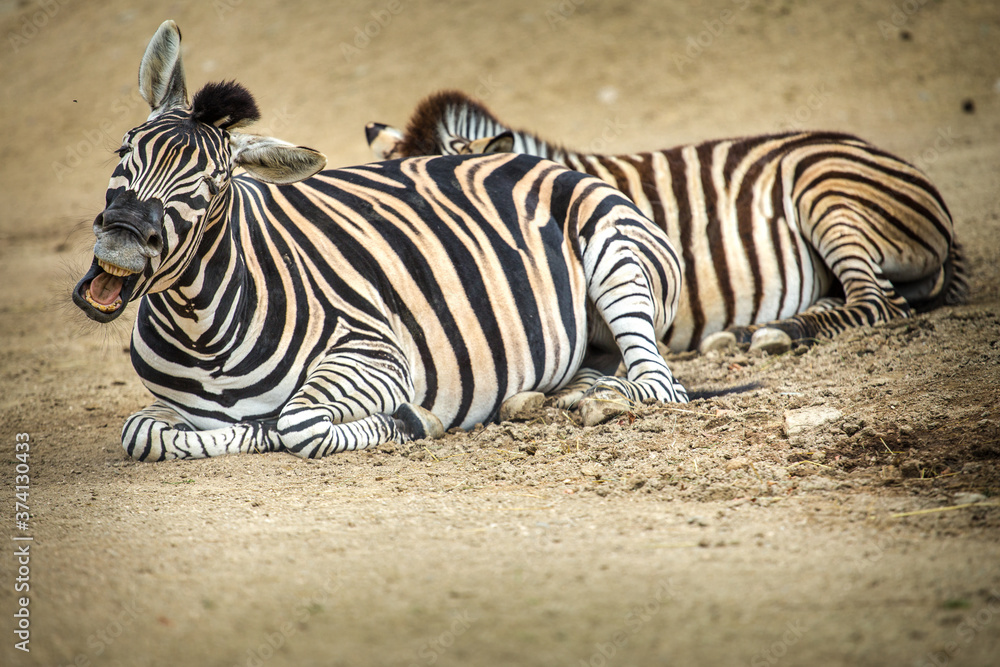 zebra stripes portrait of savanna in nature zebra stripes portrait of savanna in nature