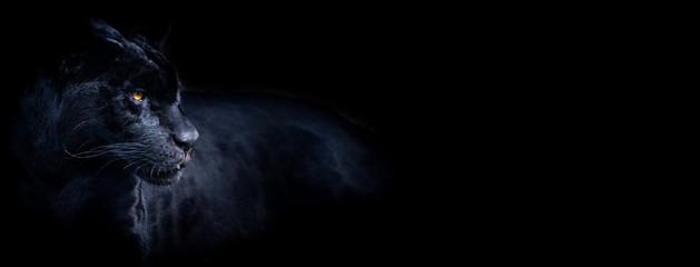 Template of a black panther with a black background