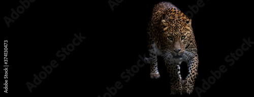 Template of a panther with a black background