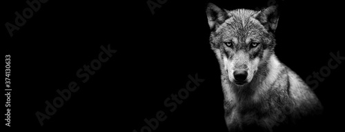 Template of a grey wolf with a black background