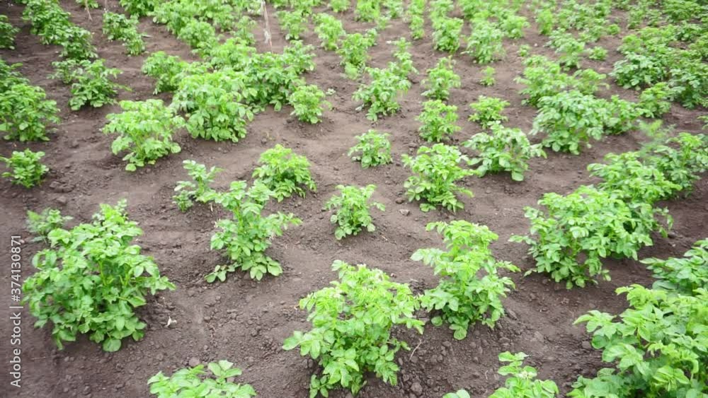 Green Potato Sprouts Or Nightshade Tuberosum Grow On The Plantation In Spring And Summer. growing vegetables, selective focus. Green Potato Sprouts Or Nightshade Tuberosum Grow On The Plantation In Spring And Summer. growing vegetables, selective focus.