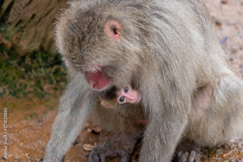 Fototapeta Naklejka Na Ścianę i Meble -  Japanese macaque in Arashiyama, Kyoto.
A baby monkey clings to its mother.