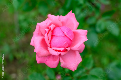 One vivid pink magenta rose and blurred green leaves in a garden in a sunny summer day  beautiful outdoor floral background photographed with soft focus.