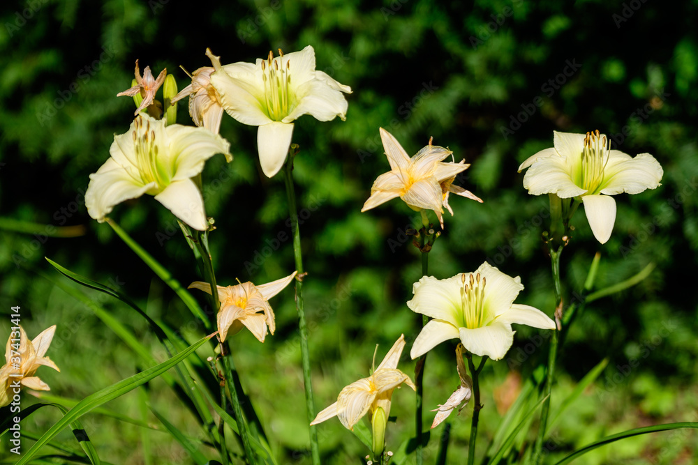 Ivory white flowers of Hemerocallis Arctic Snow plant, know as daylily, Lilium or Lily plant in a British cottage style garden in a sunny summer day, beautiful background photographed with soft focus. Ivory white flowers of Hemerocallis Arctic Snow plant, know as daylily, Lilium or Lily plant in a British cottage style garden in a sunny summer day, beautiful background photographed with soft focus.