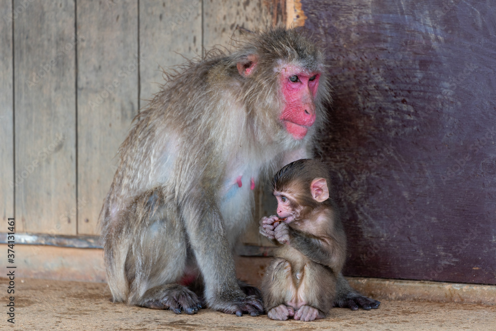 Japanese macaque in Arashiyama, Kyoto.
A baby monkey and a mother monkey.