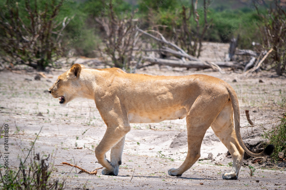 Naklejka premium Female lion majectically and self-assured walking a barren landscape of Chobe National Park Botswana